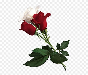 White Rose Clipart Red Rose - Red Rose Flower Png