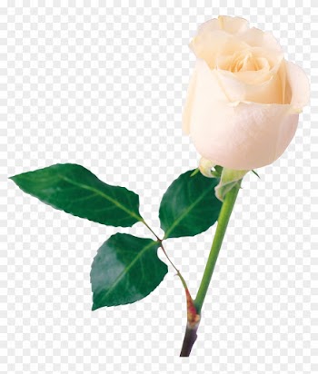 White Rose Clipart Transparent - White Rose Png