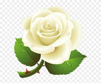 White Rose Clipart Vector - White Roses Clipart Transparent