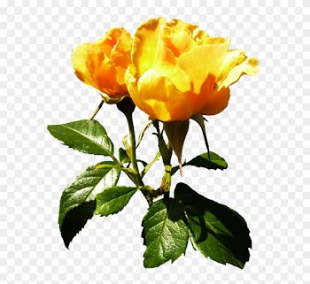 White Rose Clipart Withe - Rose