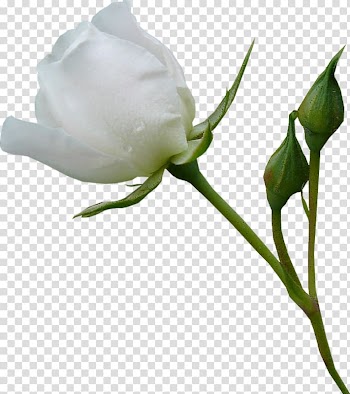 White rose flower, Beach rose Garden roses Flower, White roses transparent background PNG clipart