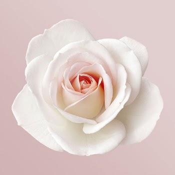 White rose, flower clipart psd | Free PSD - rawpixel