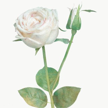 White rose flower design element | Free  transparent png - 2338384