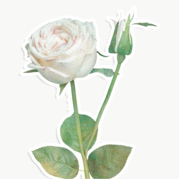 White rose flower sticker design element | Free  transparent png - 2338397