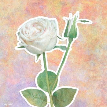 White rose flower sticker design element illustration | Free  illustration - 2338383