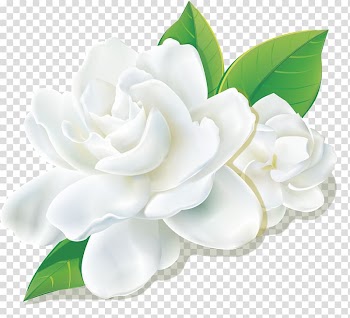 White rose , Fresh camellia transparent background PNG clipart