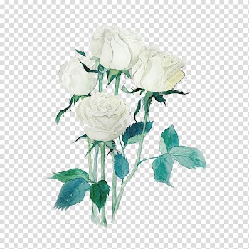 White rose , Garden roses Beach rose Centifolia roses White Watercolor painting, Free white roses to pull material transparent background PNG clipart