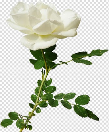 White rose, Garden roses Centifolia roses , White rose transparent background PNG clipart