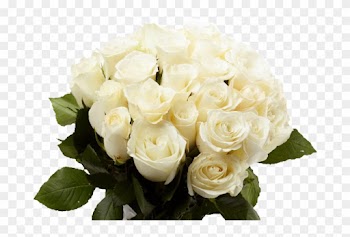 White Rose Gd Morning