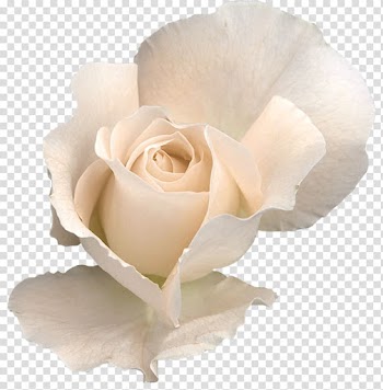 White rose in bloom file, Flower Polyvore Crown Garland Wreath, White Rose transparent background PNG clipart