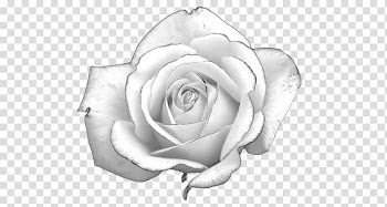 White Rose Light Presentation, white roses transparent background PNG clipart