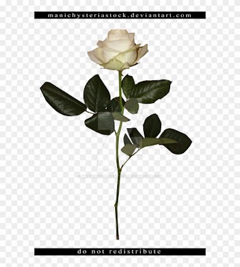 White Rose Long Stem Cut Out By Manichysteriastock - White Long Stem Roses