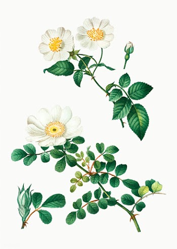 White rose of York | Free stock vector - 569390