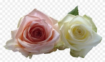 White Rose Png 10, Buy Clip Art - Wedding