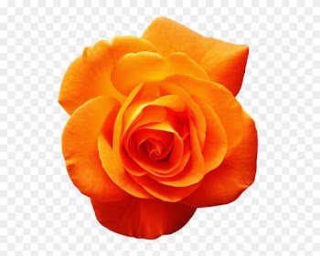White Rose Png 15, - Orange Rose