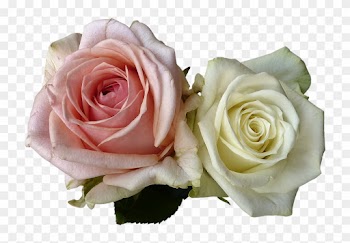 White Rose Png 19, - Romantic Rose Png