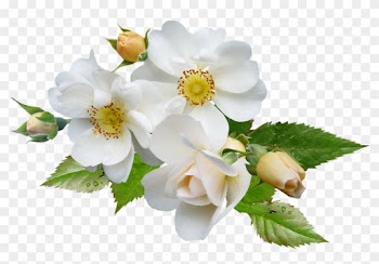 White Rose Png 3, Buy Clip Art - Rose
