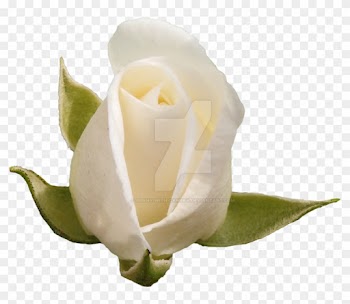 White Rose Png By Bunny With Camera - Hybrid Tea Rose