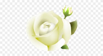 White Rose Png By Melissa-tm - Rose