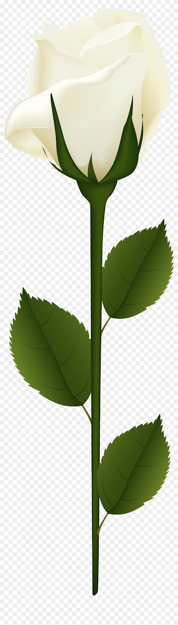 White Rose Png Clip Art - White Rose Png With Stem