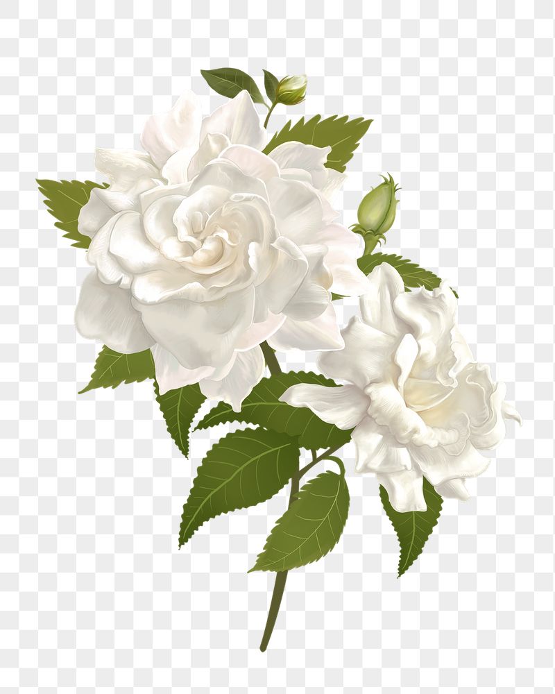 White rose png flower sticker | Free PNG - rawpixel