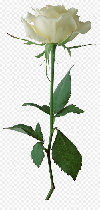 White Rose Png Image, Flower White Rose Png Picture - Hd Rose Images Download