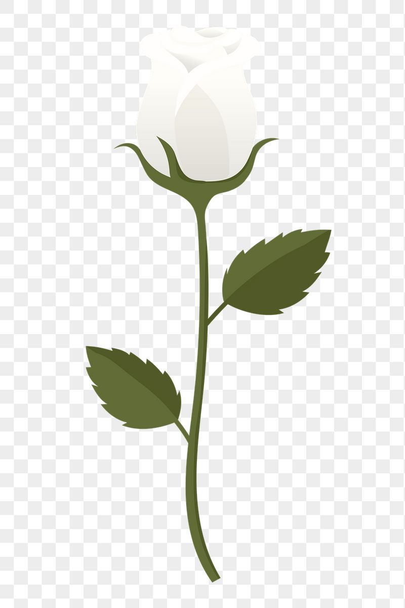 White rose png sticker, cute | Free PNG Illustration - rawpixel