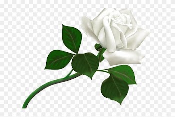 White Rose Png Transparent Images - White Rose Png