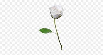White Rose Png Whiterose Photo By Markminerva00 - Single White Rose