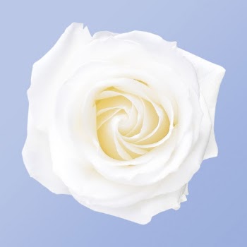 White rose, romantic flower clipart | Free Photo - rawpixel