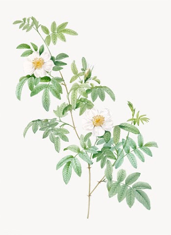White rose shrub | Free stock vector - 574178