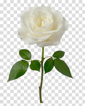 White rose, Single White Rose transparent background PNG clipart