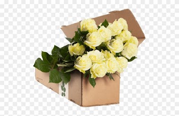 White Rose Stock Photos Royalty Business Images - Rose