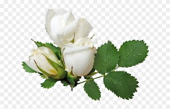 White Rose Transparent Png - White Rose Transparent Background