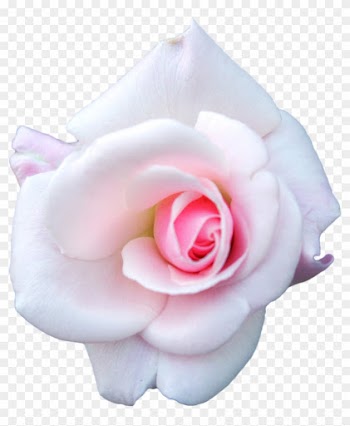 White Rose, V - White Pink Rose Png