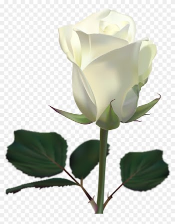 White Rose Wallpaper By Lilianneret - White Roses Wallpaper Png