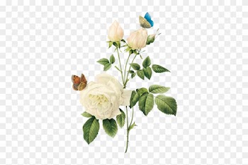 White Rose - White Rose Png