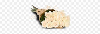 White Roses - 1 Dozen White Roses Bouquet