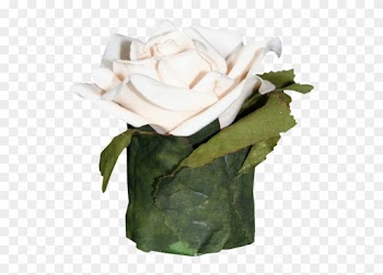 White Roses - Beach Rose