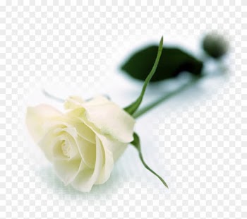 White Roses Flowers Wallpapers - White Long Stem Rose