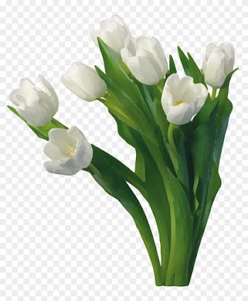 White Roses Images Good Morning