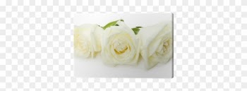 White Roses Isolated On The White Background Canvas - Rose