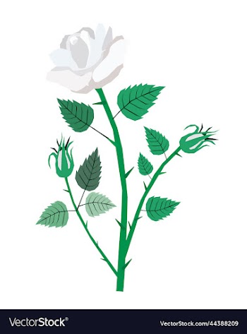 white roses on a white background