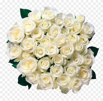 White Roses Png