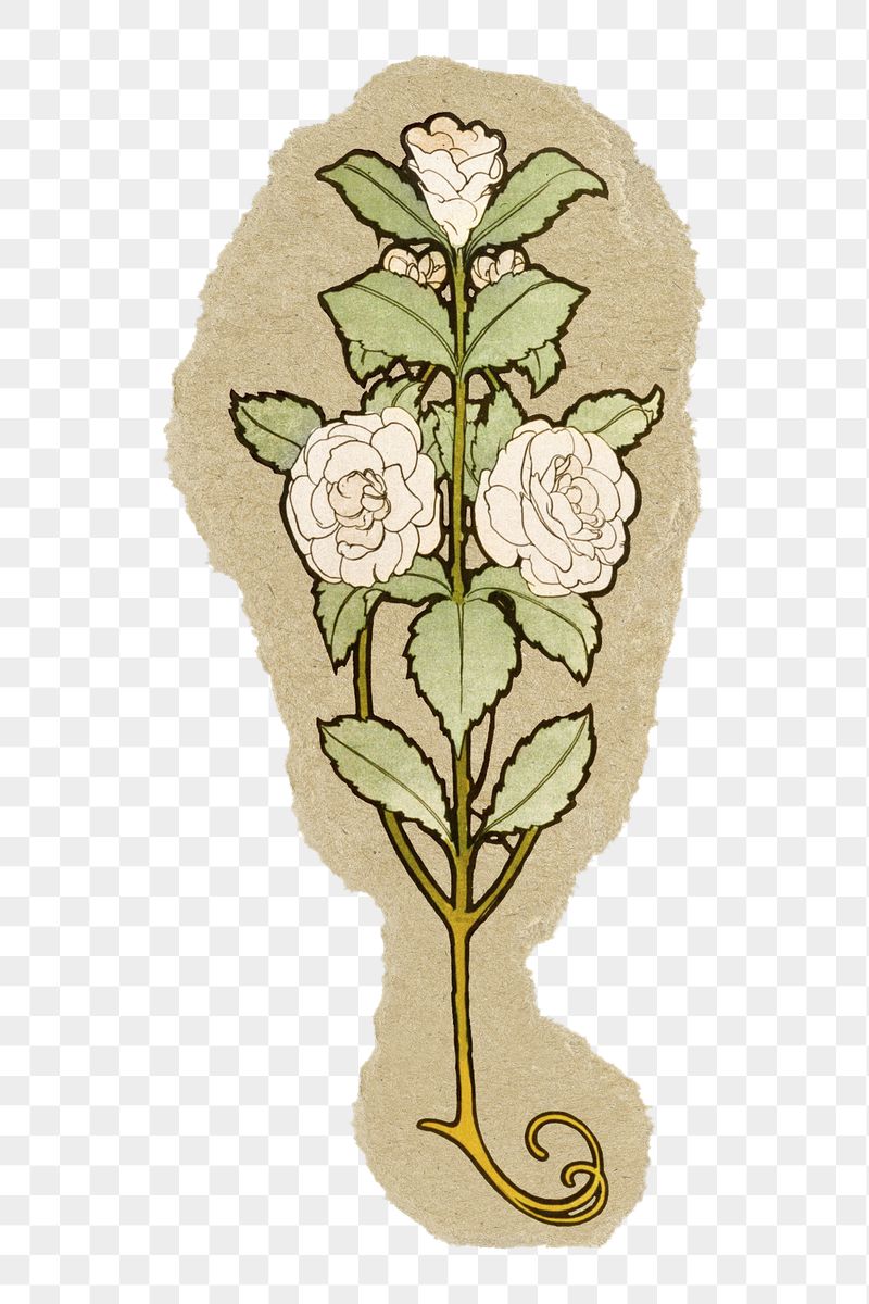 White roses png sticker, ripped | Free PNG Illustration - rawpixel