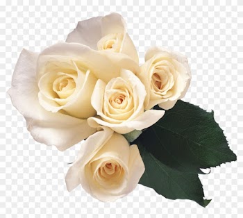 White Roses Png Transparent