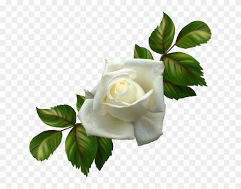 White Roses - Rose