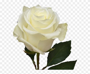 White Roses Transparent