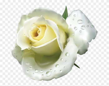White Roses - White Rose