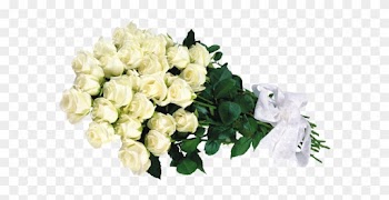White Roses Zoom - 30 White Roses